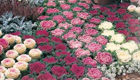 Photos von Blumenvarianten benutzt als: Topf und Beet Brassica oleracea Potseries