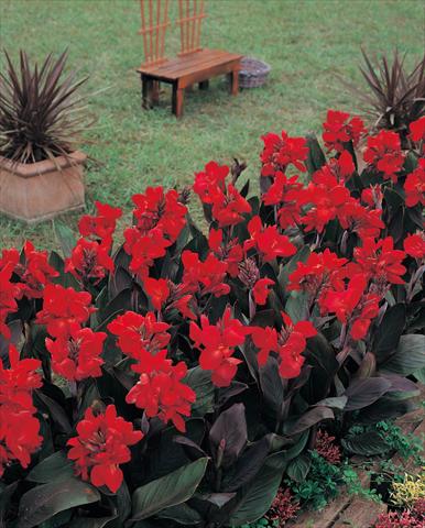 Photos von Blumenvarianten benutzt als: Topf und Beet Canna hybrida Tropical Bronze Scarlet