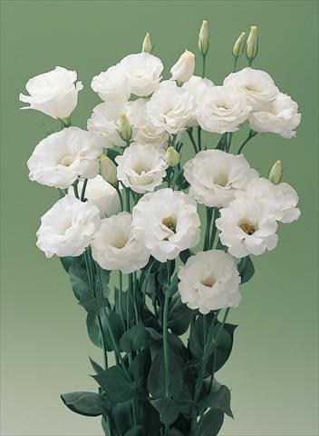 Photos von Blumenvarianten benutzt als: Schnittblume Lisianthus (Eustoma grandiflorum) Lisianthus Arena White