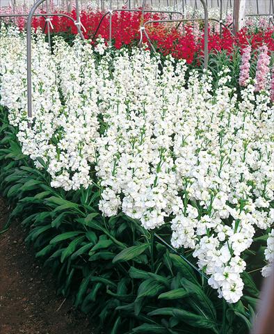 Photos von Blumenvarianten benutzt als: Schnittblume Matthiola incana Regal White