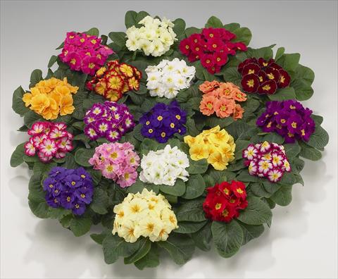 Photos von Blumenvarianten benutzt als: Topf und Beet Primula acaulis, veris, vulgaris Mega mixture