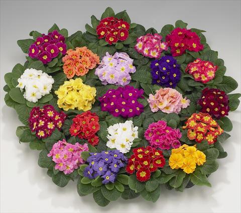 Photos von Blumenvarianten benutzt als: Topf, Beet, Terrasse, Ampel Primula acaulis, veris, vulgaris Viva mixture