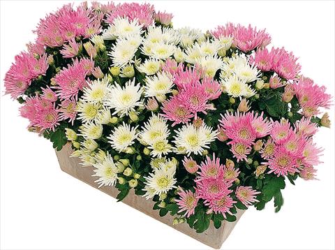 Photos von Blumenvarianten benutzt als: Topf und Beet 2 Combo Corto® - Corto® Blanc