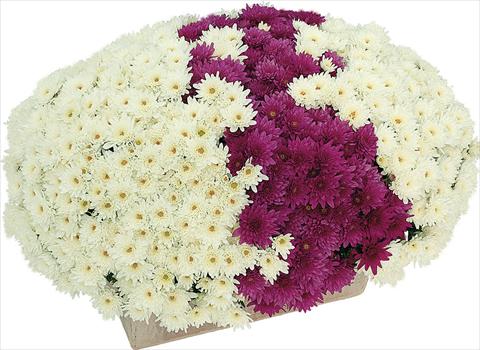Photos von Blumenvarianten benutzt als: Topf und Beet 2 Combo Yahou® Coco - Senso®