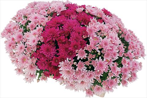 Photos von Blumenvarianten benutzt als: Topf und Beet 2 Combo Yahou® - Senso®