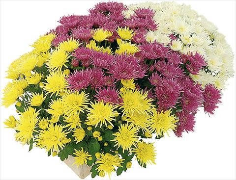Photos von Blumenvarianten benutzt als: Topf und Beet 3 Combo Corto® Blanc - Corto® Jaune - Corto® Violet