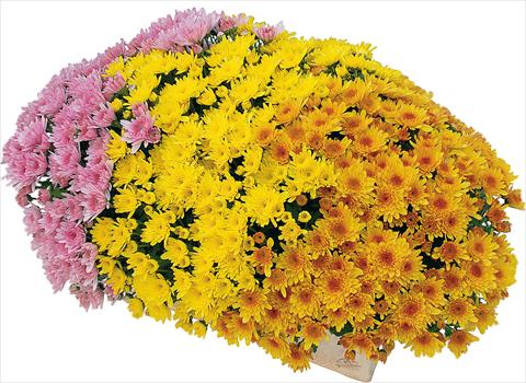 Photos von Blumenvarianten benutzt als: Topf und Beet 3 Combo Yahou® - Yahou® Abricot - Yahou® Golden