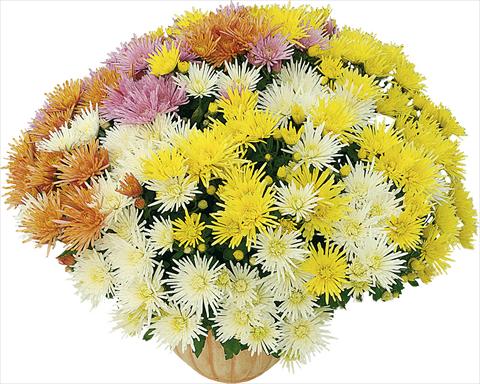 Photos von Blumenvarianten benutzt als: Topf und Beet 4 Combo Corto® - Corto® Blanc - Corto® Jaune - Corto® Orange