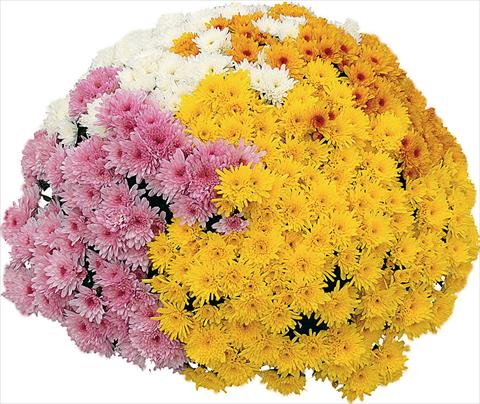 Photos von Blumenvarianten benutzt als: Topf und Beet 4 Combo Yahou® - Yahou® Abricot - Yahou® Coco - Yahou® Golden