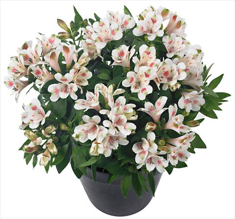 Photos von Blumenvarianten benutzt als: Topf und Beet Alstroemeria Inticancha® Creamy Dark Pink