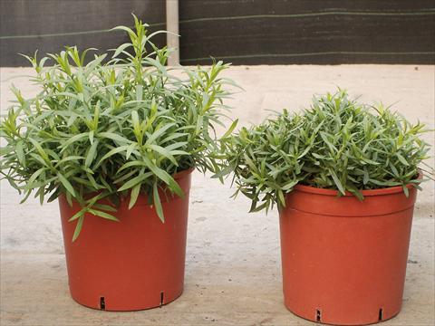 Photos von Blumenvarianten benutzt als: Topf und Beet Artemisia Drancunculus