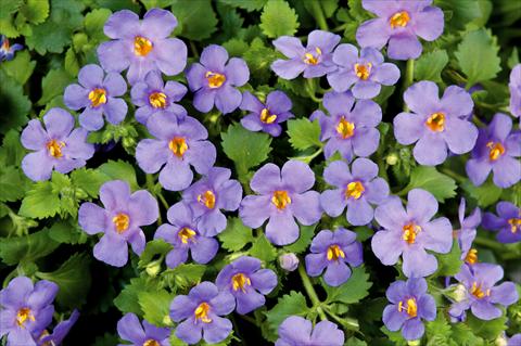 Photos von Blumenvarianten benutzt als: Topf, Terrasse, Ampel. Bacopa (Sutera cordata) Scopia® Gulliver Blue