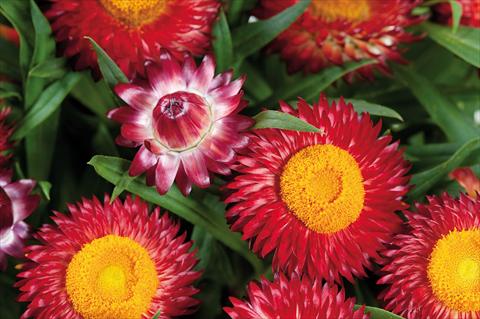 Photos von Blumenvarianten benutzt als: Topf und Beet Helichrysum (Bracteantha) Helica™ Dark Red