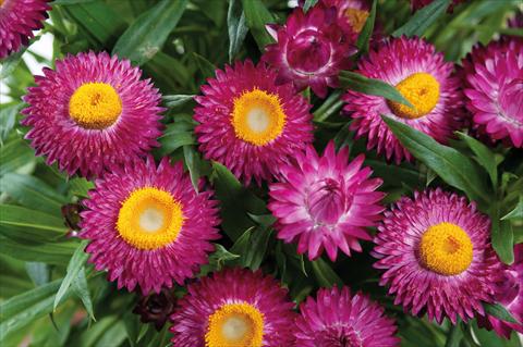 Photos von Blumenvarianten benutzt als: Topf und Beet Helichrysum (Bracteantha) Helica™ Purple Improved