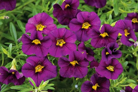 Photos von Blumenvarianten benutzt als: Topf, Terrasse, Ampel. Calibrachoa Noa™ Black Purple