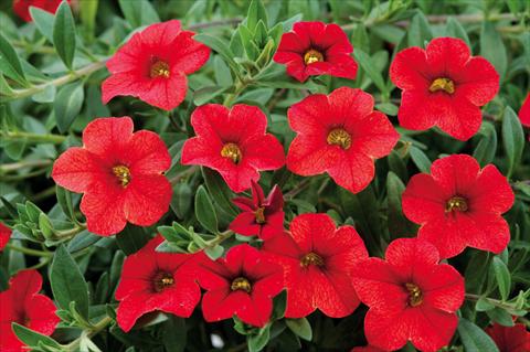 Photos von Blumenvarianten benutzt als: Topf, Terrasse, Ampel. Calibrachoa Noa™ Red Glaze