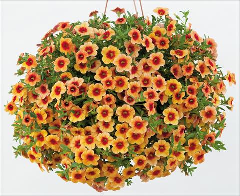 Photos von Blumenvarianten benutzt als: Topf, Terrasse, Ampel. Calibrachoa Noa™ Sunset