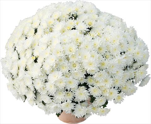 Photos von Blumenvarianten benutzt als: Topf und Beet Chrysanthemum Matou® Blanc