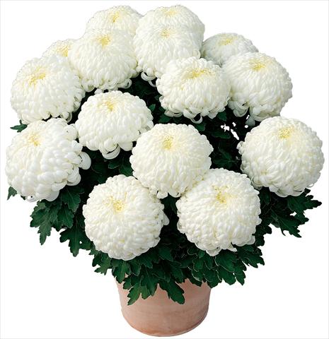 Photos von Blumenvarianten benutzt als: Topf und Beet Chrysanthemum Paladin® Blanc