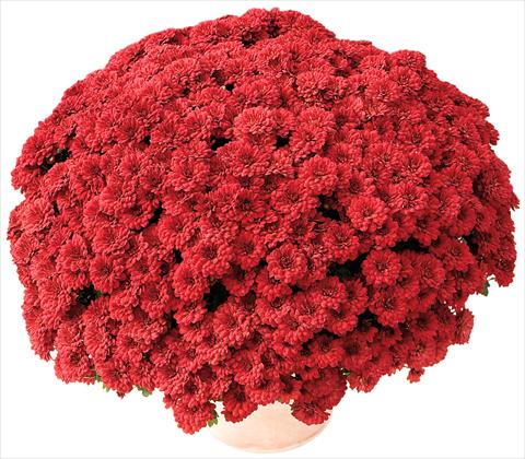 Photos von Blumenvarianten benutzt als: Topf und Beet Chrysanthemum Tribal® Rouge