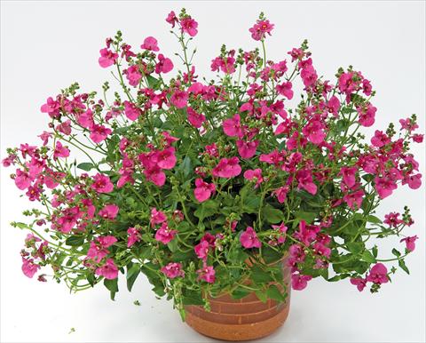 Photos von Blumenvarianten benutzt als: Topf, Terrasse, Ampel. Diascia Genta™ Bold Pink