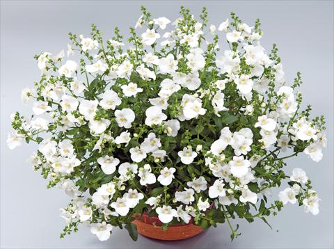 Photos von Blumenvarianten benutzt als: Topf, Terrasse, Ampel. Diascia Genta™ Classic White