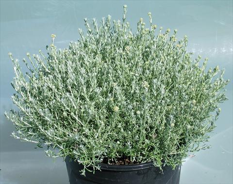 Photos von Blumenvarianten benutzt als: Topf und Beet Helychrysum italycum Dwarf