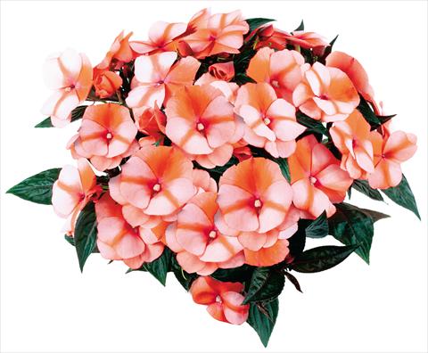 Photos von Blumenvarianten benutzt als: Topf und Beet Impatiens N. Guinea fides® Tamarinda® Red Bicolour Improved