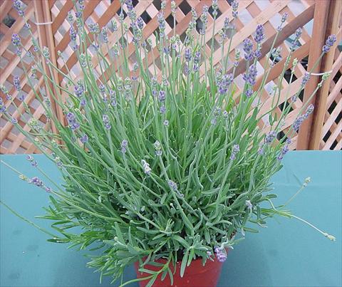 Photos von Blumenvarianten benutzt als: Topf und Beet Lavandula angustifolia Munstead Hishtils Strain