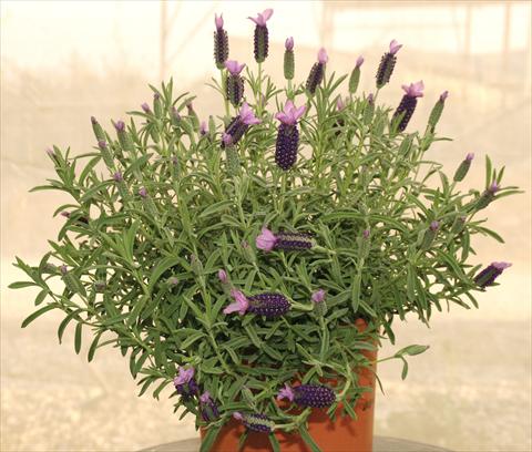 Photos von Blumenvarianten benutzt als: Topf und Beet Lavandula stoechas Devonshire Compact Purple