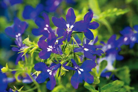 Photos von Blumenvarianten benutzt als: Topf, Terrasse, Ampel. Lobelia Hot® Dark Blue