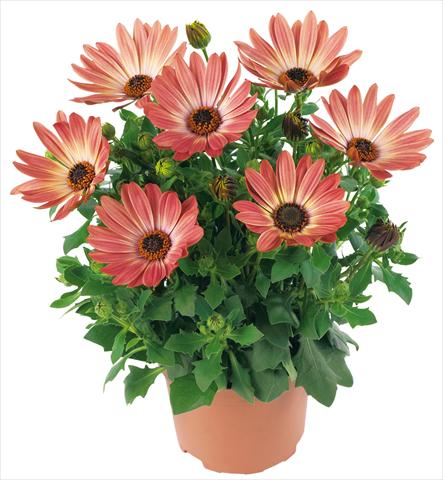 Photos von Blumenvarianten benutzt als: Topf und Beet Osteospermum Margarita fides® Bronze Bicolor