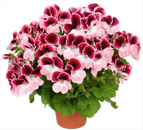 Photos von Blumenvarianten benutzt als: Terrasse, Topf Pelargonium grandiflorum pac® Aristo® Darling