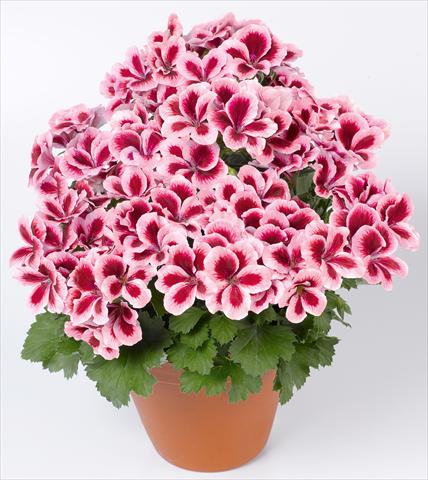 Photos von Blumenvarianten benutzt als: Terrasse, Topf Pelargonium grandiflorum pac® Candy Flowers® Strawberry Cream