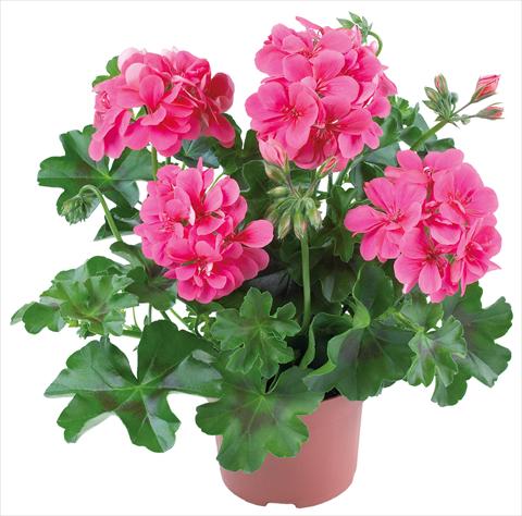 Photos von Blumenvarianten benutzt als: Terrasse, Topf Pelargonium peltatum Dancing Idols® fides® Candy