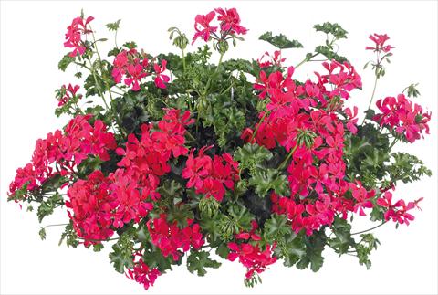 Photos von Blumenvarianten benutzt als: Topf, Terrasse, Ampel. Pelargonium peltatum Grand Idols® fides® Neon