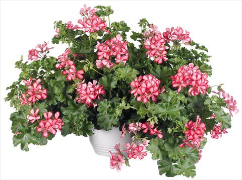 Photos von Blumenvarianten benutzt als: Topf, Terrasse, Ampel. Pelargonium peltatum Grand Idols® fides® Red Bicolor