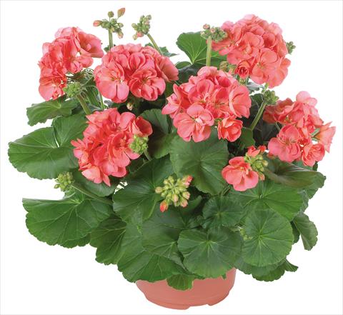 Photos von Blumenvarianten benutzt als: Terrasse, Topf Pelargonium zonale Master Idols® fides® Coral