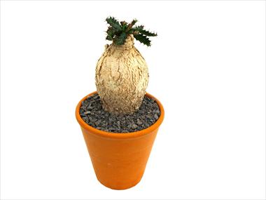 Photos von Blumenvarianten benutzt als: Topf Cactus Caudex euphorbia stellata