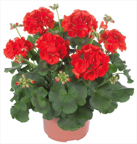 Photos von Blumenvarianten benutzt als: Terrasse, Topf Pelargonium zonale Master Idols® fides® Scarlet Red