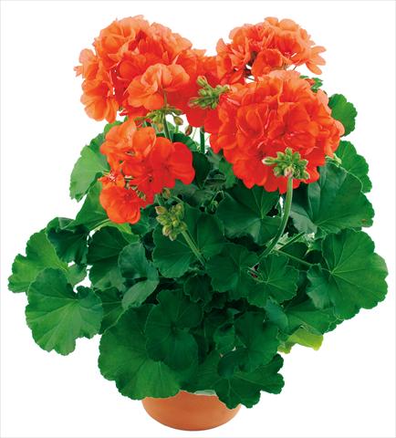 Photos von Blumenvarianten benutzt als: Terrasse, Topf Pelargonium zonale Summer Idols® fides® Orange