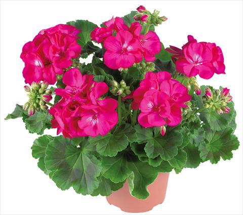 Photos von Blumenvarianten benutzt als: Terrasse, Topf Pelargonium zonale Summer Idols® fides® Purple