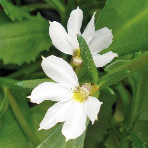 Photos von Blumenvarianten benutzt als: Topf, Terrasse, Ampel. Scaevola aemula Euphoria Compact White®