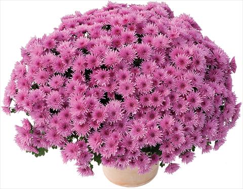 Photos von Blumenvarianten benutzt als: Topf und Beet Chrysanthemum Manga® Violet