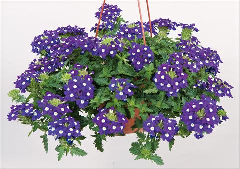 Photos von Blumenvarianten benutzt als: Topf, Terrasse, Ampel. Verbena Donalena™ Blue Soul