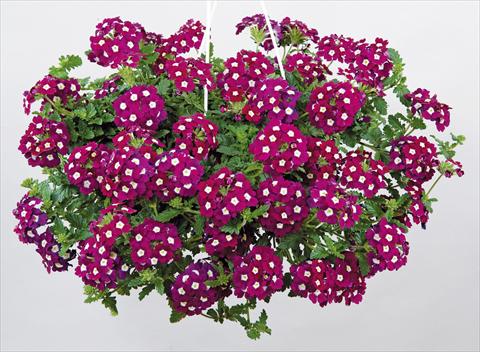Photos von Blumenvarianten benutzt als: Topf, Terrasse, Ampel. Verbena Donalena™ Bordeaux Soul