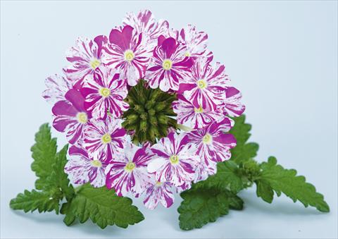 Photos von Blumenvarianten benutzt als: Topf, Terrasse, Ampel. Verbena Donalena™ Twinkle Dark Purple