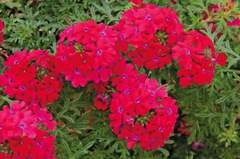 Photos von Blumenvarianten benutzt als: Topf, Terrasse, Ampel. Verbena Veralena™ Rouge