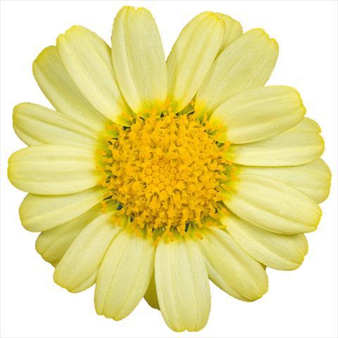 Photos von Blumenvarianten benutzt als: Topf und Beet Argyranthemum Molimba® m yellow