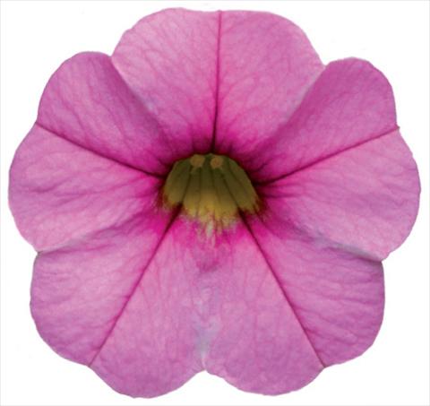 Photos von Blumenvarianten benutzt als: Topf, Terrasse, Ampel. Calibrachoa Callie® Pink with Dark Eye